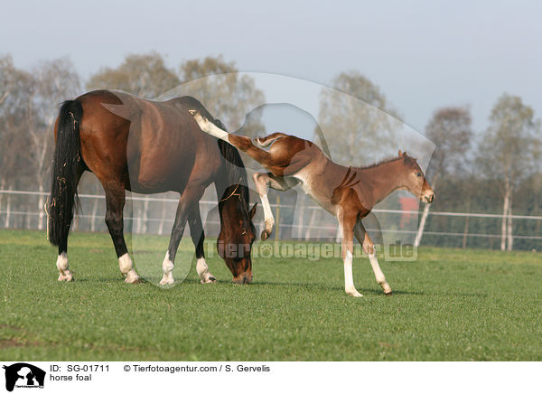 Westfalen Fohlen / horse foal / SG-01711