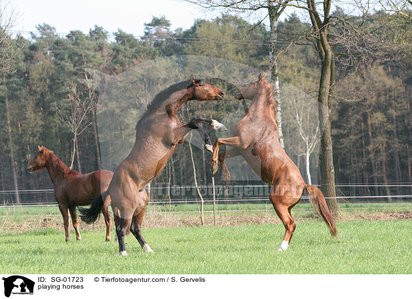 spielende Pferde / playing horses / SG-01723