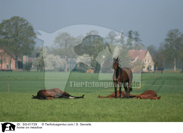 Westfale auf der Weide / horse on meadow / SG-01729