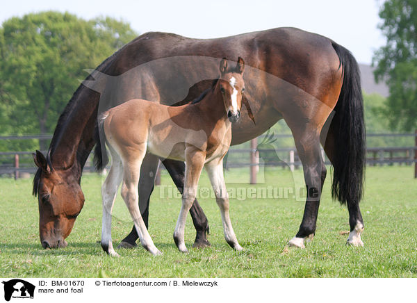 mare and foal / BM-01670