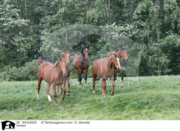 Westfalen / horses / SG-02025