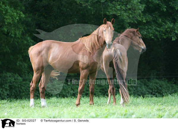 Westfalen / horses / SG-02027