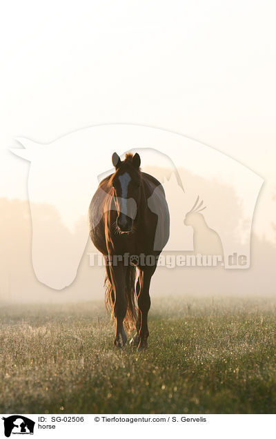 Westfale / horse / SG-02506