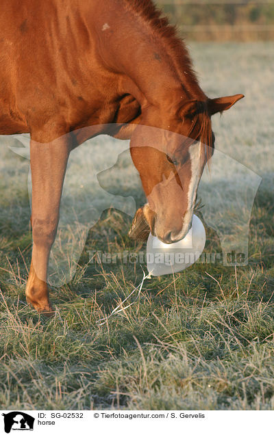 Westfale / horse / SG-02532