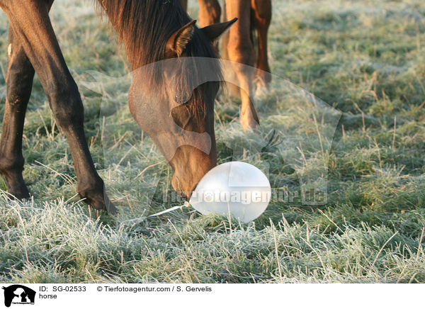 Westfale / horse / SG-02533