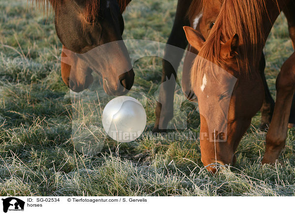 Westfalen / horses / SG-02534