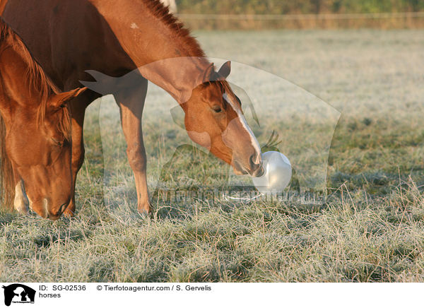 Westfalen / horses / SG-02536
