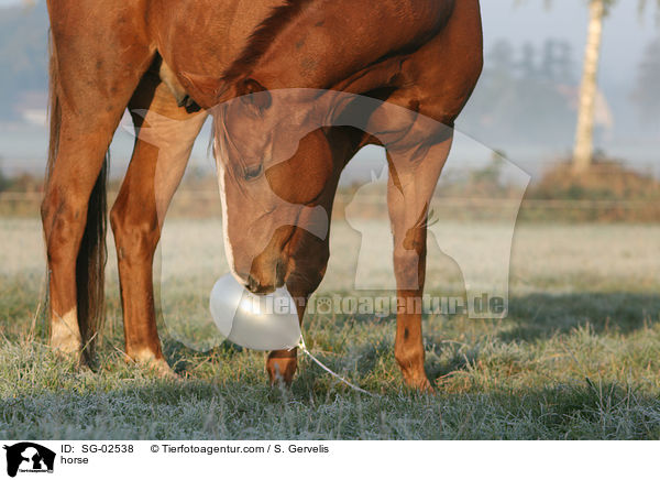 Westfale / horse / SG-02538