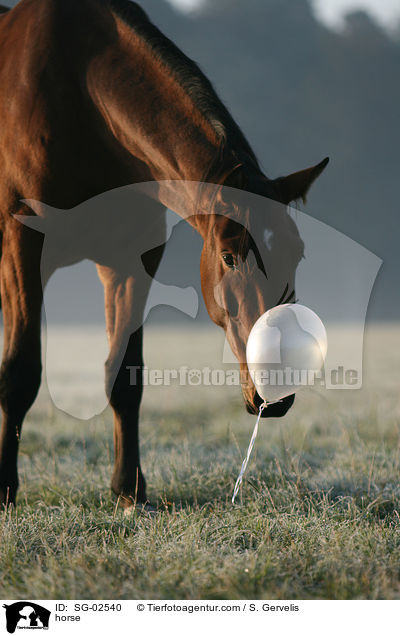 Westfale / horse / SG-02540