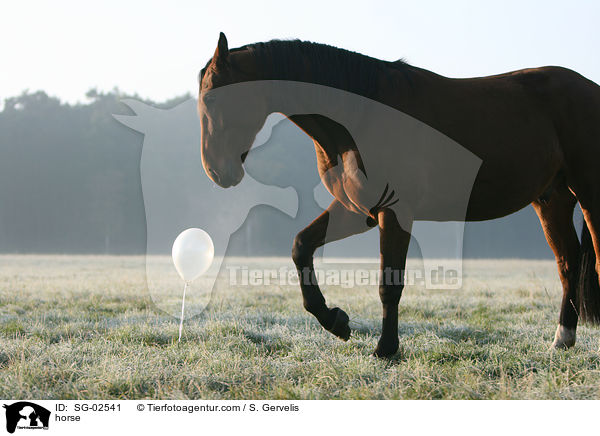 Westfale / horse / SG-02541