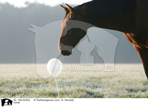 Westfale / horse / SG-02542