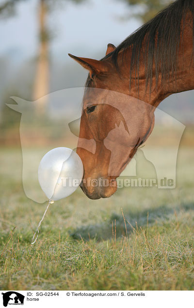 Westfale / horse / SG-02544