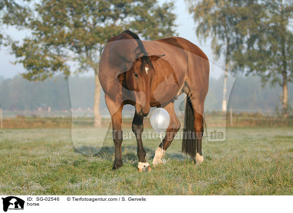 Westfale / horse / SG-02546