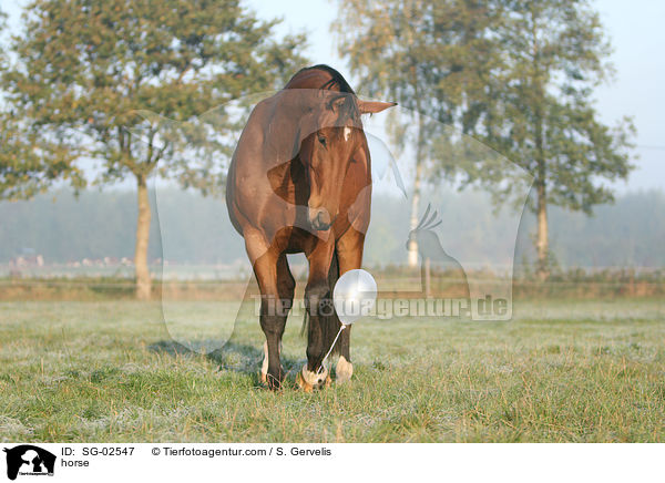 Westfale / horse / SG-02547