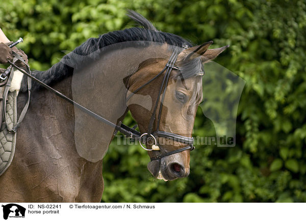 Westfale Portrait / horse portrait / NS-02241