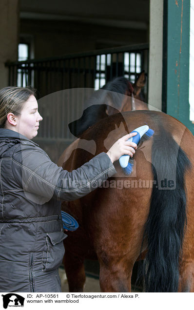 Frau putzt Westfale / woman with warmblood / AP-10561