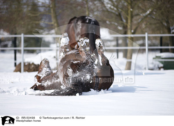 Westfale / Westphalian horse / RR-50498