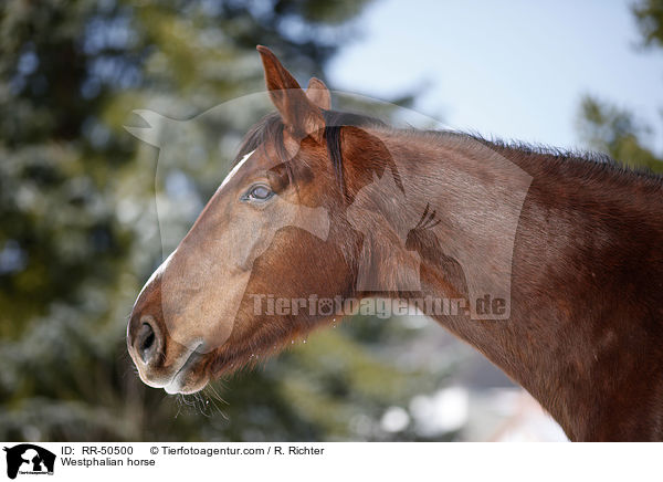 Westfale / Westphalian horse / RR-50500