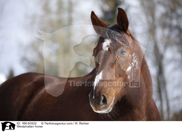 Westfale / Westphalian horse / RR-50502