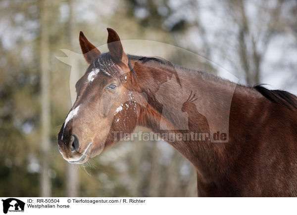 Westfale / Westphalian horse / RR-50504