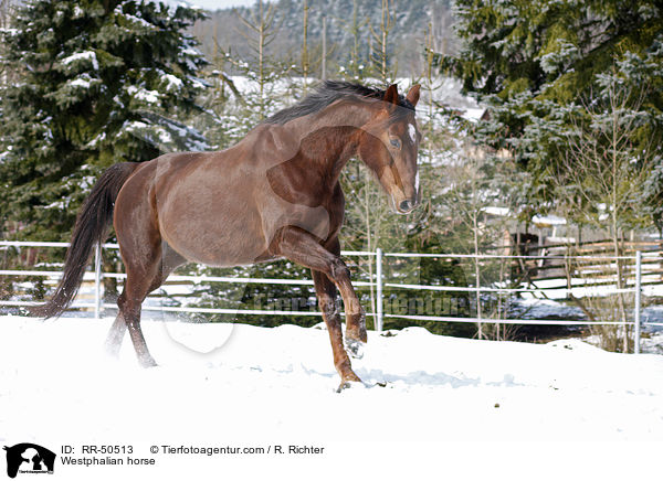 Westfale / Westphalian horse / RR-50513