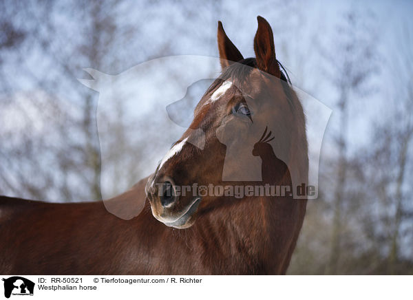 Westfale / Westphalian horse / RR-50521