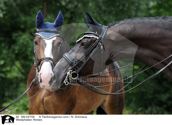 Westfalen / Westphalian Horses / NS-04758