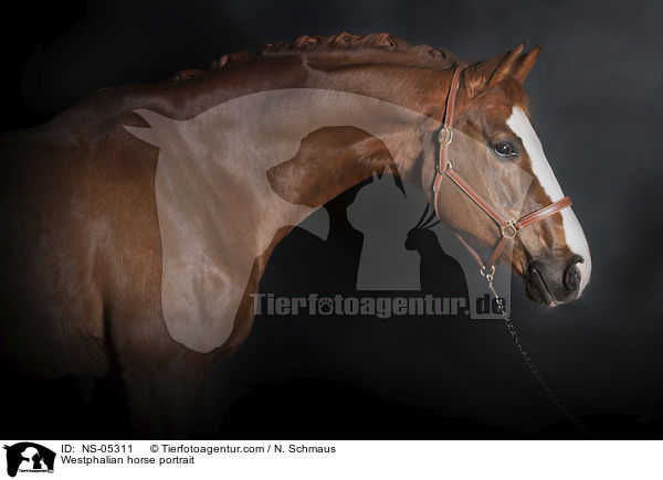 Westfale Portrait / Westphalian horse portrait / NS-05311