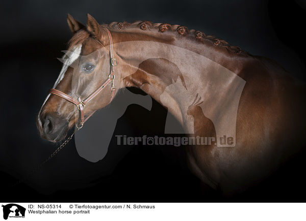 Westfale Portrait / Westphalian horse portrait / NS-05314