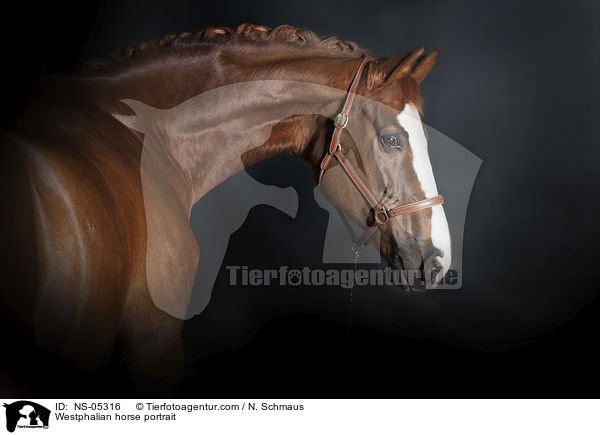 Westfale Portrait / Westphalian horse portrait / NS-05316