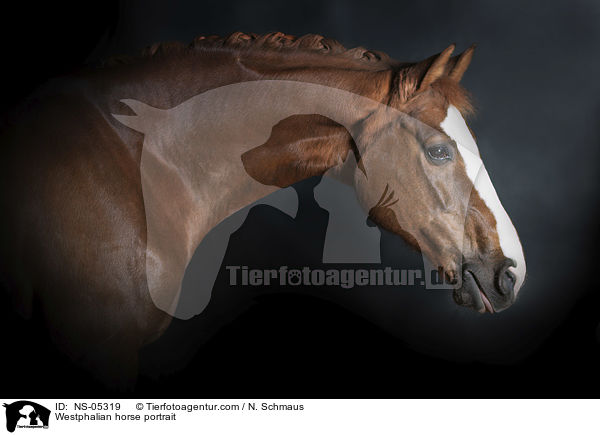 Westfale Portrait / Westphalian horse portrait / NS-05319