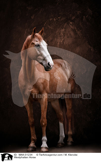 Westfale / Westphalian Horse / MAK-01234