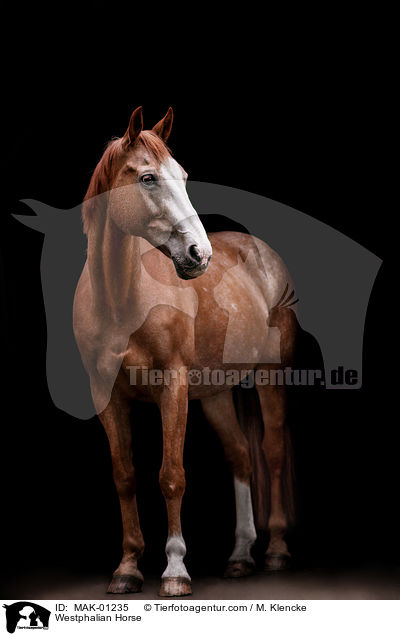 Westfale / Westphalian Horse / MAK-01235