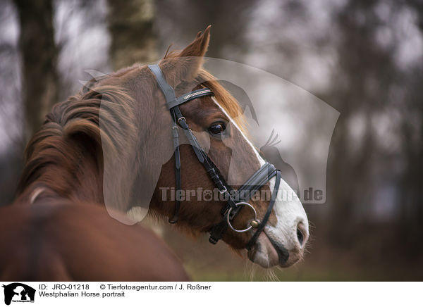 Westfale Portrait / Westphalian Horse portrait / JRO-01218