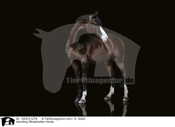 stehender Westfale / standing Westphalian Horse / SAS-01278