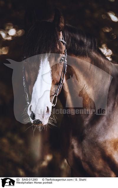 Westphalian Horse portrait / SAS-01280