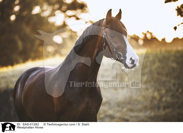 Westfale / Westphalian Horse / SAS-01282
