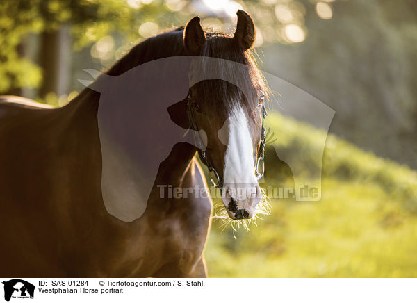 Westfale Portrait / Westphalian Horse portrait / SAS-01284