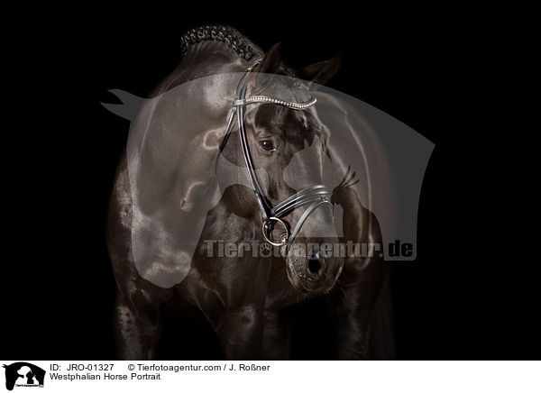 Westfale Portrait / Westphalian Horse Portrait / JRO-01327
