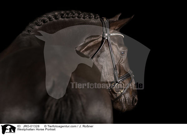 Westphalian Horse Portrait / JRO-01328