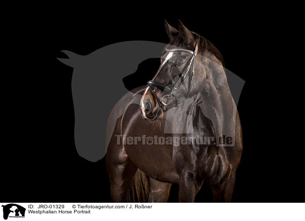 Westphalian Horse Portrait / JRO-01329