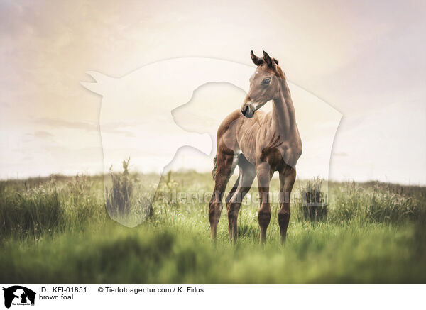 Westfalen Fohlen / brown foal / KFI-01851