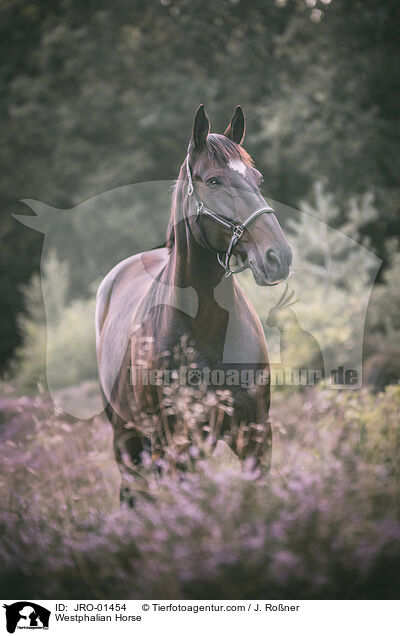 Westphalian Horse / JRO-01454