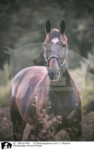 Westphalian Horse Portrait / JRO-01455
