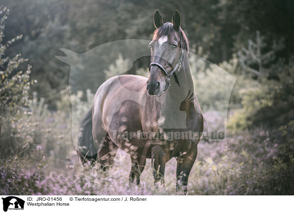Westfale / Westphalian Horse / JRO-01456