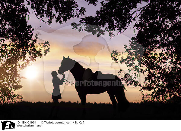 Westfalen Stute / Westphalian mare / BK-01961