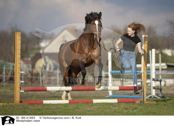 Westfalen Stute / Westphalian mare / BK-01965