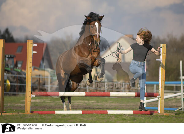 Westfalen Stute / Westphalian mare / BK-01966