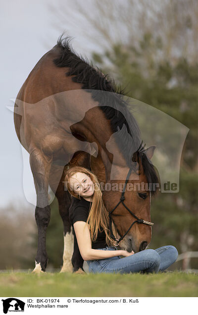 Westfalen Stute / Westphalian mare / BK-01974