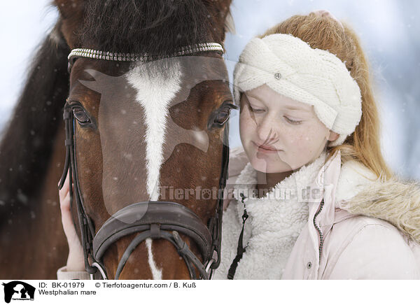 Westfalen Stute / Westphalian mare / BK-01979